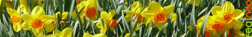 yellow daffodils in cleveland 