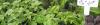 Basil