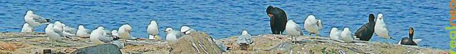 Cormorants and Gulls resting - a parable Cormorants and Gulls resting - a parable