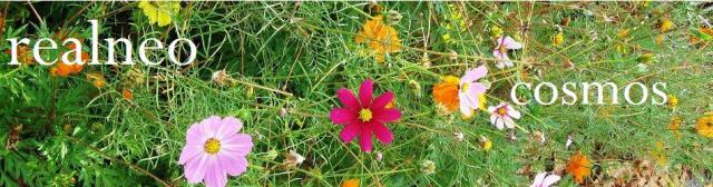 Cosmos