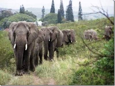 elephants_honoring_Lawrence_Anthony.jpg