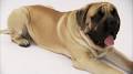 english_mastiff.jpeg