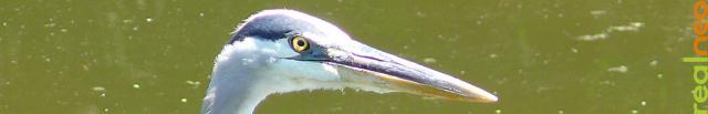 Great Blue Heron looking you in the eye Great Blue Heron looking you in the eye