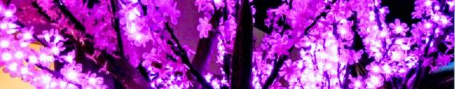 Purple Haze