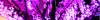 Purple Haze