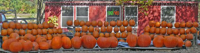 Pumpkin banner