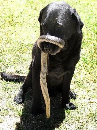 snake_dog.jpg