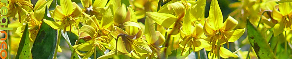trout lilly flowers ohio 4.24.09