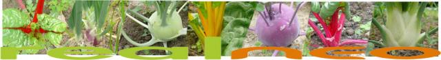 vegetable color vegetable color