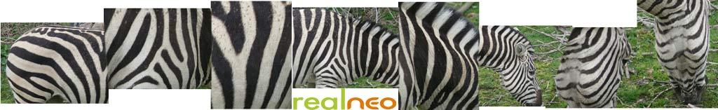 zebra stripes cleveland ohio metropark zoo skin pattern