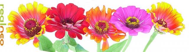zinnia flowers banner 