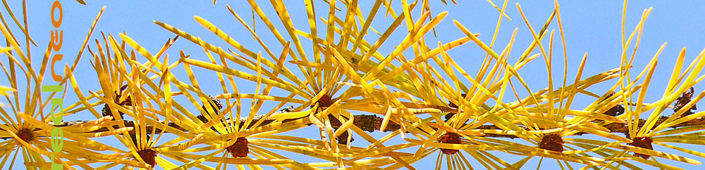 larch tree needles just before falling yellow color image jeff buster ohio