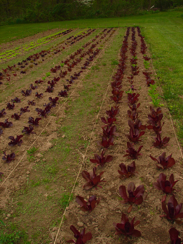 planted lettuce