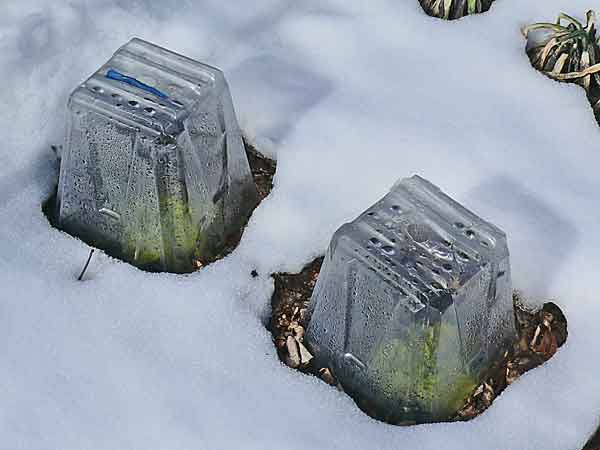 plastic clear cup greenhouse garden snow image 2.20.10 jeff buster