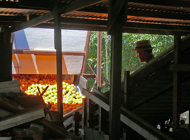 orange cleaning sizing packing plant 