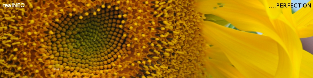 realNEO Sunflower Header 2010