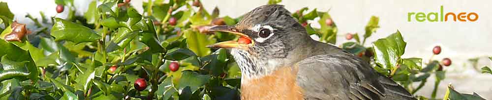 robbin eating holly berry winter food image jeff buster 1.28.10