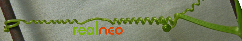 cucumber vine tendril image jeff buster