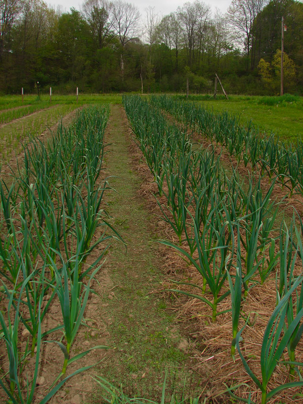 planted garlic