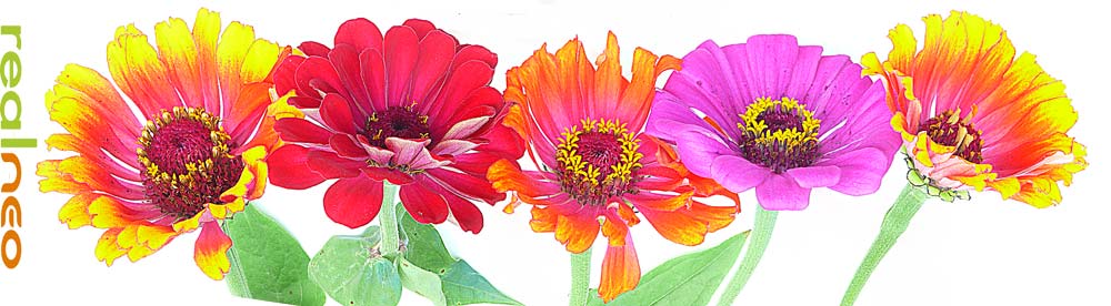 zinnia flowers taken upside down image jeff buster